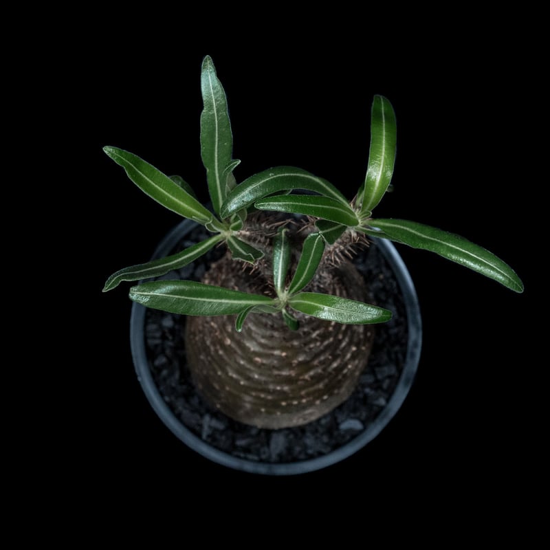 パキポディウム グラキリス / Pachypodium rosulatum var. grac