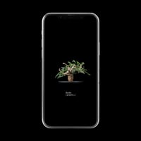 【スマホ壁紙】ボスウェリア ネグレクタ