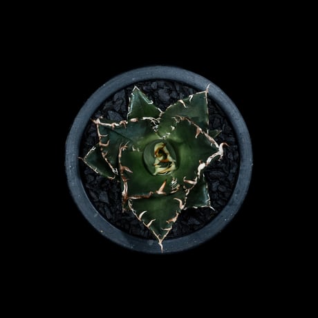 アガベ チタノタ 白鯨 / Agave titanota ‘White Whale’ #9
