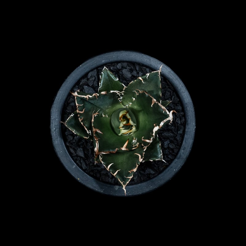 アガベ チタノタ 白鯨 / Agave titanota 'White Whale' #9 | アガベ チタノタ 白鯨 / Agave titanota 'White Whale' #9 |