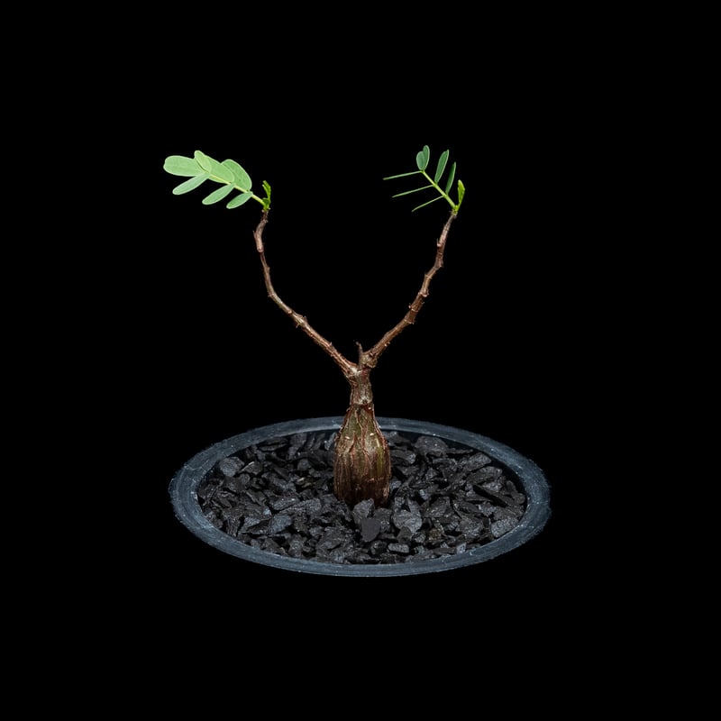 センナ メリディオナリス / Senna meridionalis #14 | Ducks (