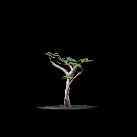 センナ メリディオナリス / Senna meridionalis #28