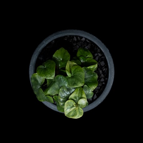 ディオスコレア 亀甲竜 / Dioscorea elephantipes #2