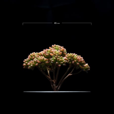 アエオニウム 小人の祭り / Aeonium sedifolium