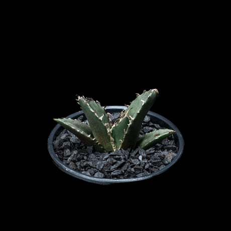 アガベ チタノタ 白鯨 / Agave titanota ‘White Whale’ #18