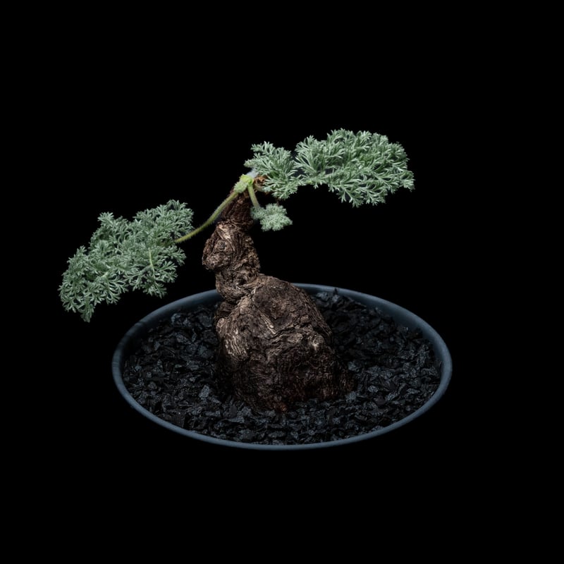 ペラルゴニウム トリステ / Pelargonium triste #3 | Ducks (