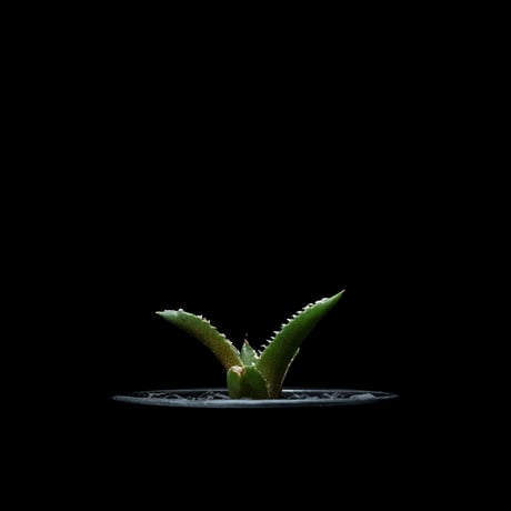 アガベ チタノタ 南アフリカダイヤモンド / Agave titanota ‘South Africa Diamond’ #3