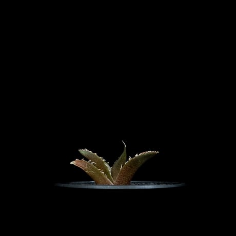 アガベ チタノタ 南アフリカダイヤモンド / Agave titanota ‘South Africa Diamond’ #5