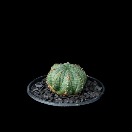 ユーフォルビア シンメトリカ (カキ仔) / Euphorbia obesa ssp. symmetrica #8