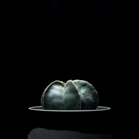 アストロフィツム 碧瑠璃鸞鳳玉 / Astrophytum myriostigma var. nudum