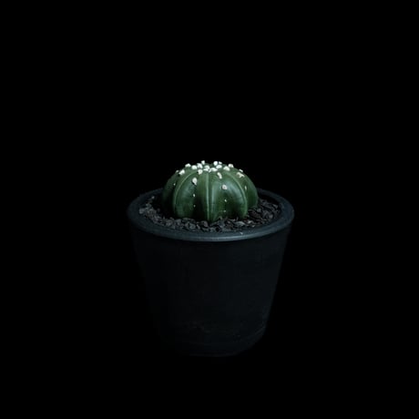 アストロフィツム アステリアス ヒトデ型 / Astrophytum asterias 'Star Shape' #44