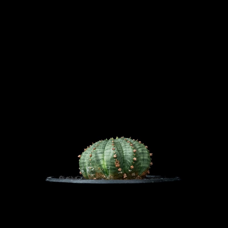 ユーフォルビア シンメトリカ (カキ仔) / Euphorbia obesa ssp
