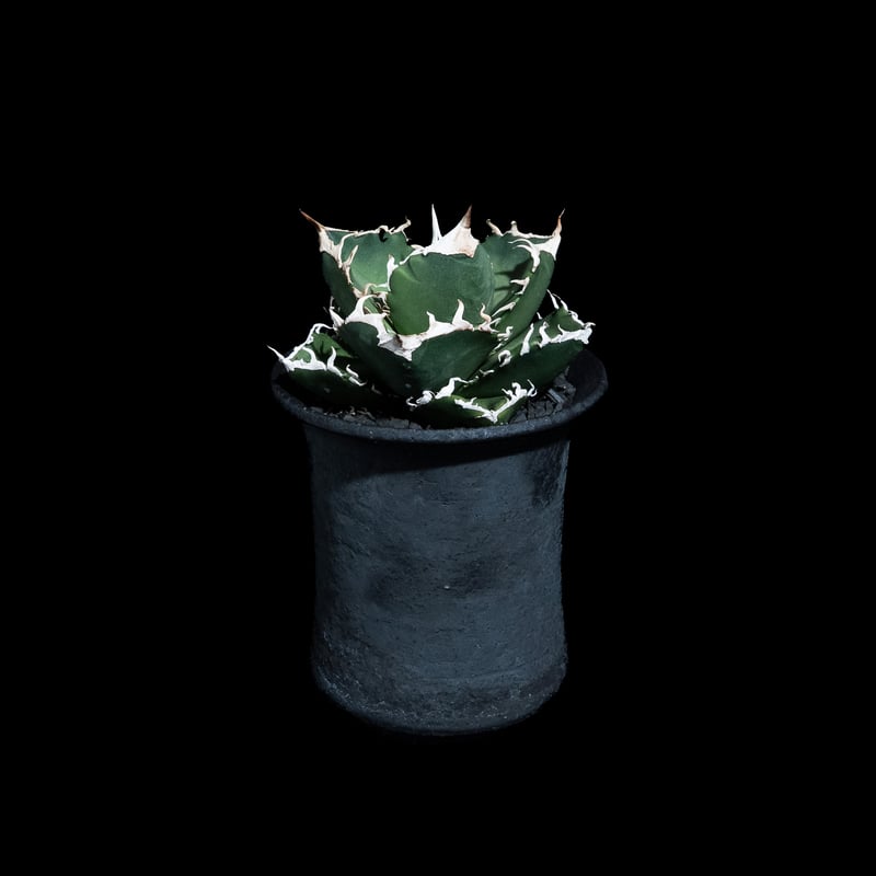 アガベ チタノタ 南アフリカダイヤモンド / Agave titanota