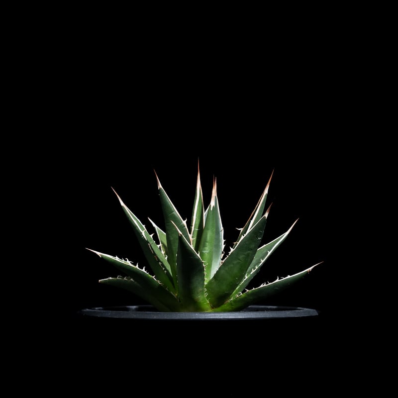 アガベ ホリダ / Agave horrida ssp. horrida #2 | Ducks