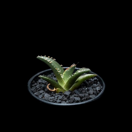 アガベ チタノタ シーザー / Agave titanota ‘Caesar’ #38