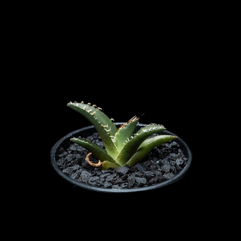 アガベ チタノタ シーザー / Agave titanota 'Caesar' #38 | D