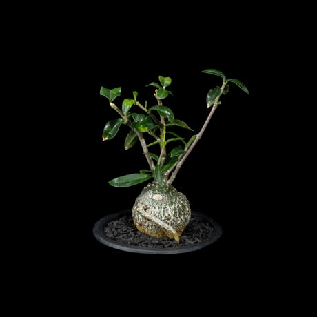フォッケア エデュリス / Fockea edulis #7