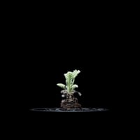 プテロディスクス スペシオーサス / Pterodiscus speciosus #1 | D