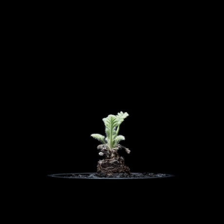 ペラルゴニウム アッペンディクラツム / Pelargonium appendiculatum #2