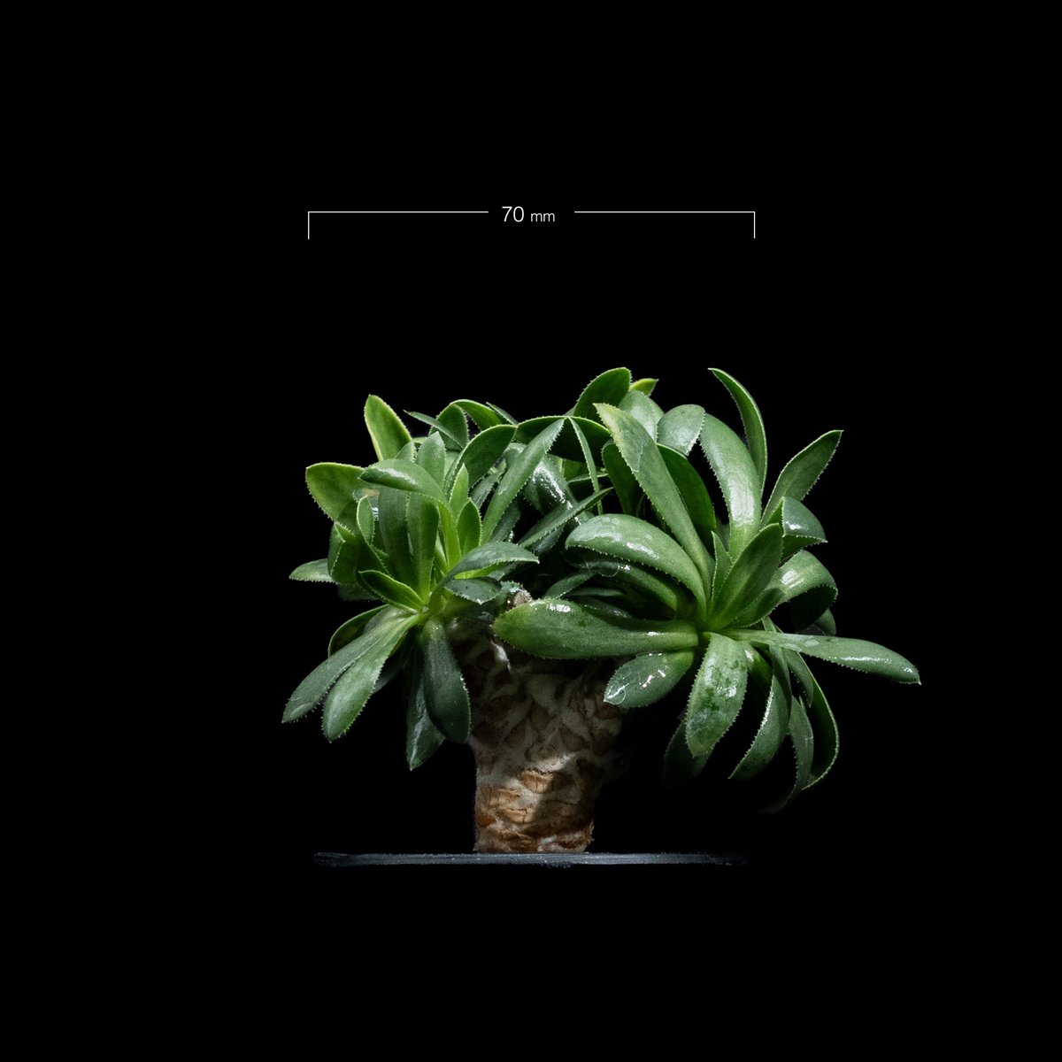 オトンナ レトロルサ / Othonna retrorsa #2 | Ducks ( plan