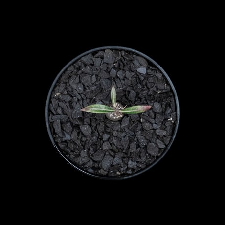 パキポディウム グラキリス / Pachypodium rosulatum var. gracilius #5