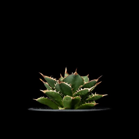 アガベ チタノタ 大島 / Agave titanota ‘Oshima’ #1