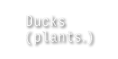 Ducks ( plants. )