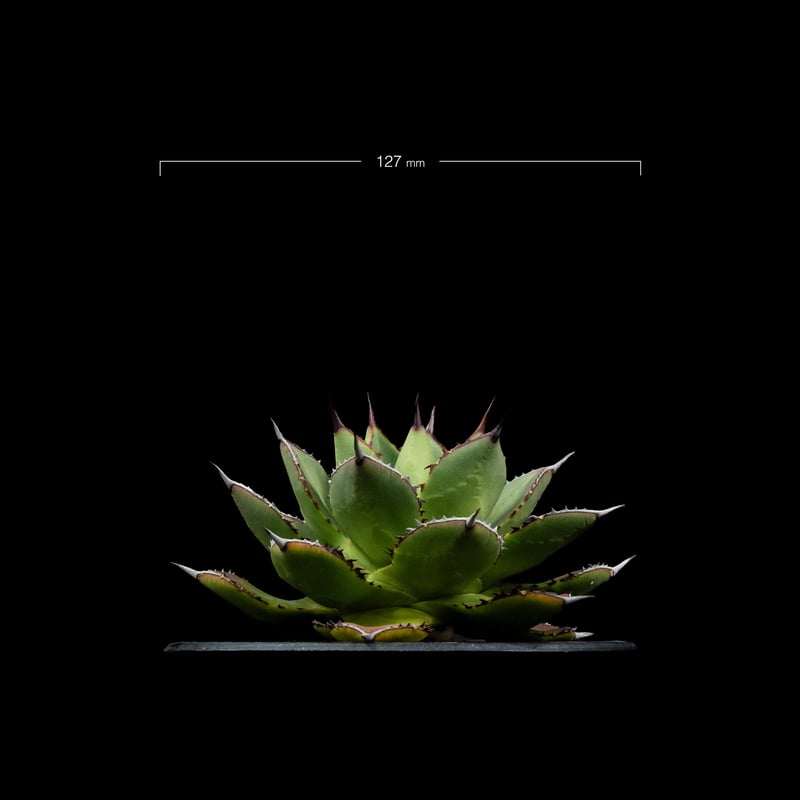アガベ 兜蟹×笹の雪 / Agave isthmensis 'Kabutogani' × vi