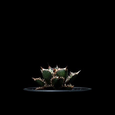 アガベ チタノタ レッド・キャットウィーズル  / Agave titanota ‘Red Catweazle’ #17