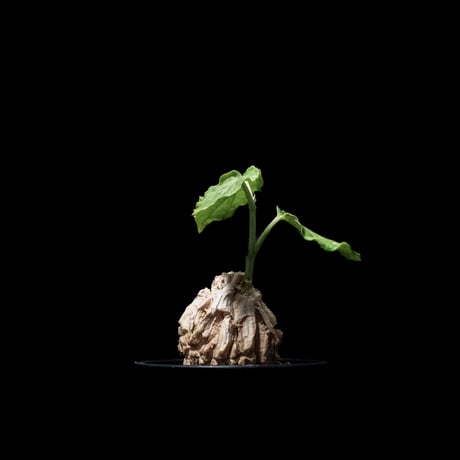 マテレア シクロフィラ / Matelea cyclophylla #3