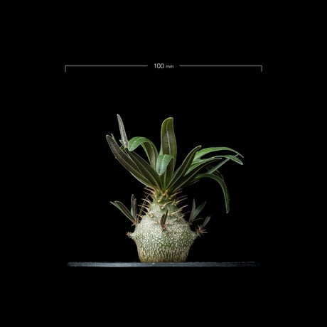 パキポディウム グラキリス / Pachypodium rosulatum var. gracilius #53