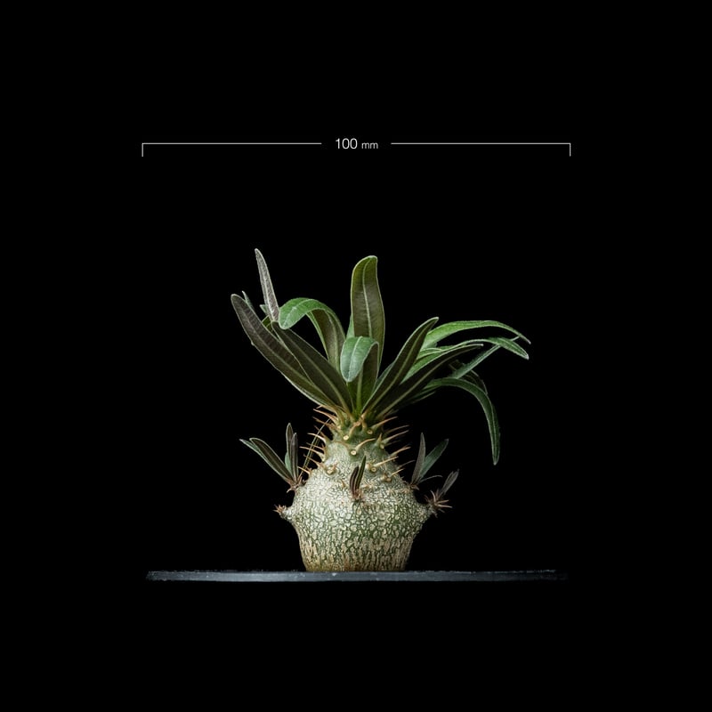 パキポディウム グラキリス / Pachypodium rosulatum var. grac