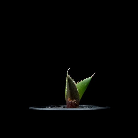 アガベ チタノタ ハデス / Agave titanota ‘Hades’ #13
