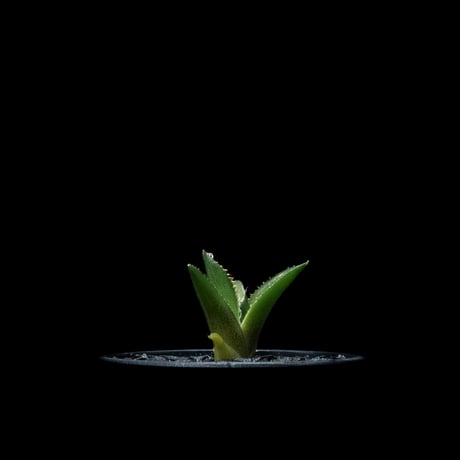 アガベ チタノタ フィリグリー (圓葉拇指) / Agave titanota ‘Filigree’ #2