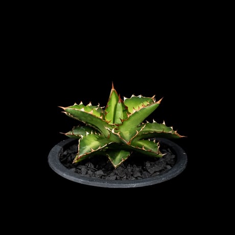 アガベ チタノタ 萬代厳竜 / Agave lophantha × titanota #1