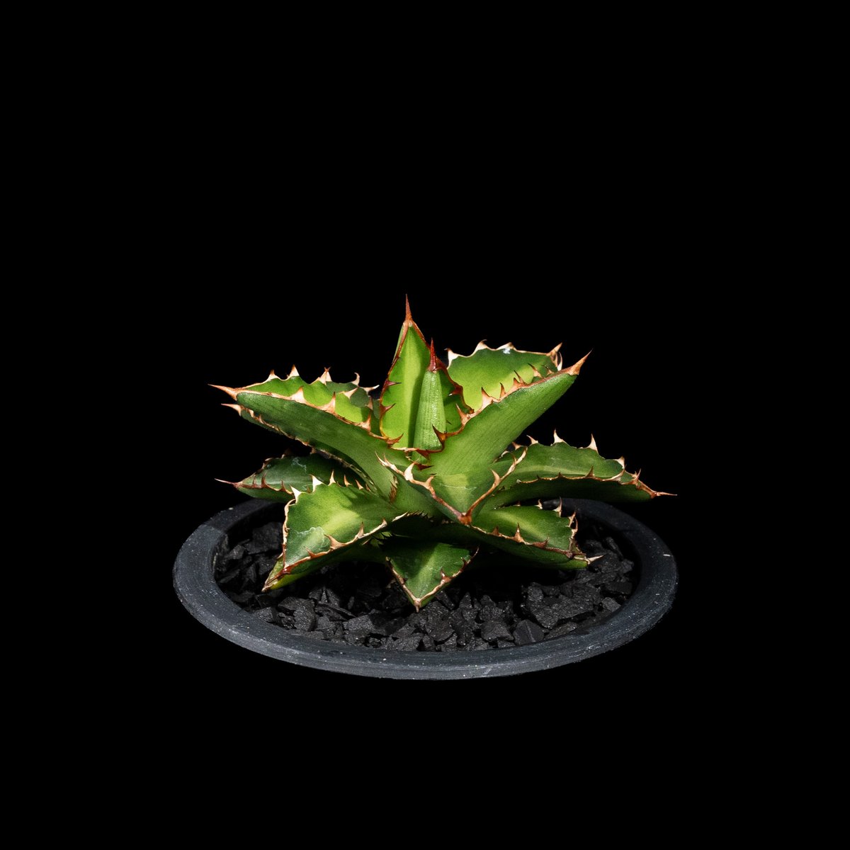 アガベ チタノタ 萬代厳竜 / Agave lophantha × titanota #1 | アガベ チタノタ 萬代厳竜 / Agave lophantha × titanota #1 |