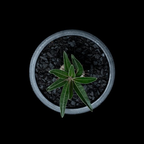 パキポディウム グラキリス / Pachypodium rosulatum var. gracilius #54