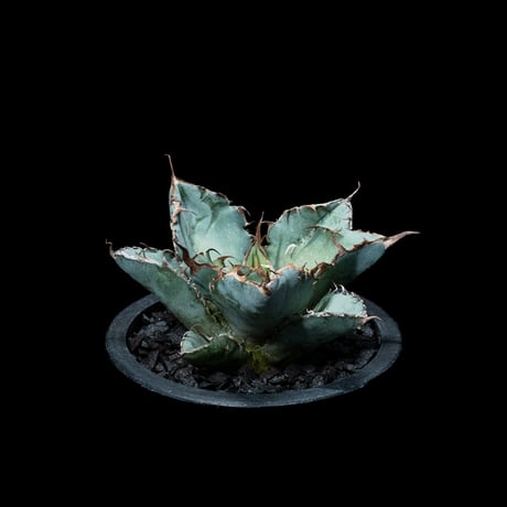 アガベ チタノタ ブラック&ブルー / Agave titanota ‘Black & Blue’ #6