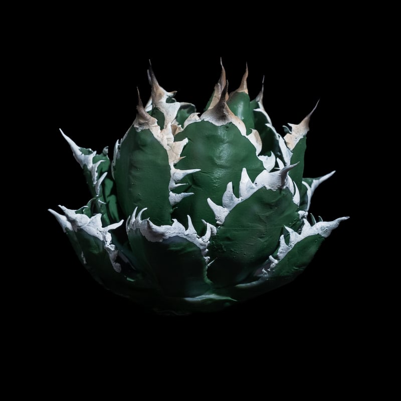 LOBINDON アガベフィギュア レッドキャットウィーズル | Ducks ( plants. )