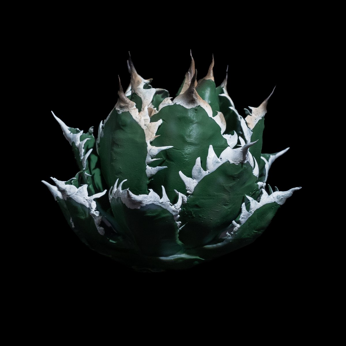 【希少】F.E.P×LOBINDON コラボアガベ フィギュア　レッドキャット LOBINDON アガベフィギュア レッドキャットウィーズル | Ducks ( plants. )