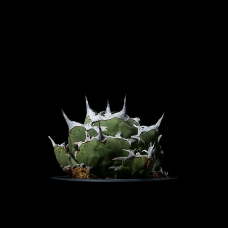 アガベ チタノタ 螃蟹 / Agave titanota ‘Crab’ #1
