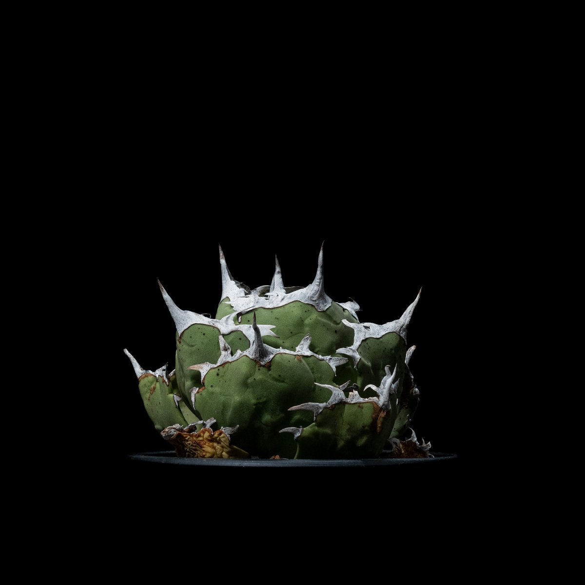 アガベ チタノタ 螃蟹 / Agave titanota 'Crab' #1 | Ducks