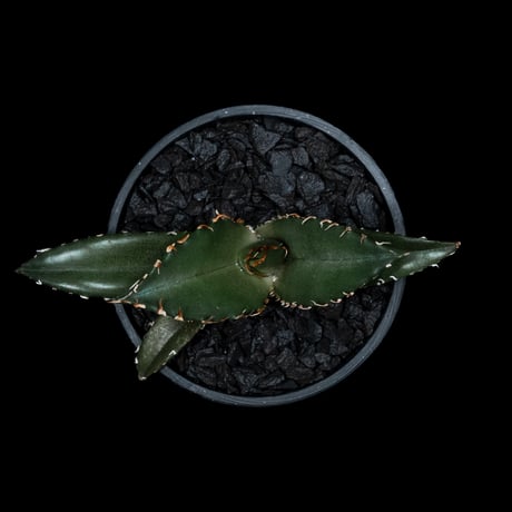 アガベ チタノタ 白鯨 / Agave titanota ‘White Whale’ #47