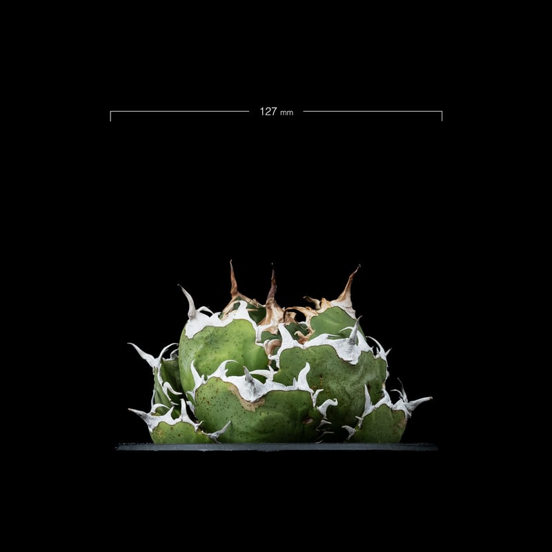 アガベ チタノタ 白鯨 / Agave titanota 'White Whale' #38 アガベ チタノタ 白鯨 / Agave titanota 'White Whale' #38