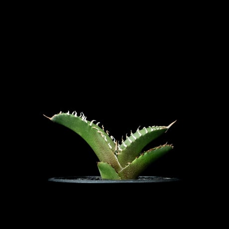 アガベシャークソード | STORES