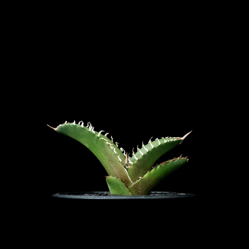 アガベ チタノタ 鯊魚劍 (カキ仔) / Agave titanota 'Shark Swor