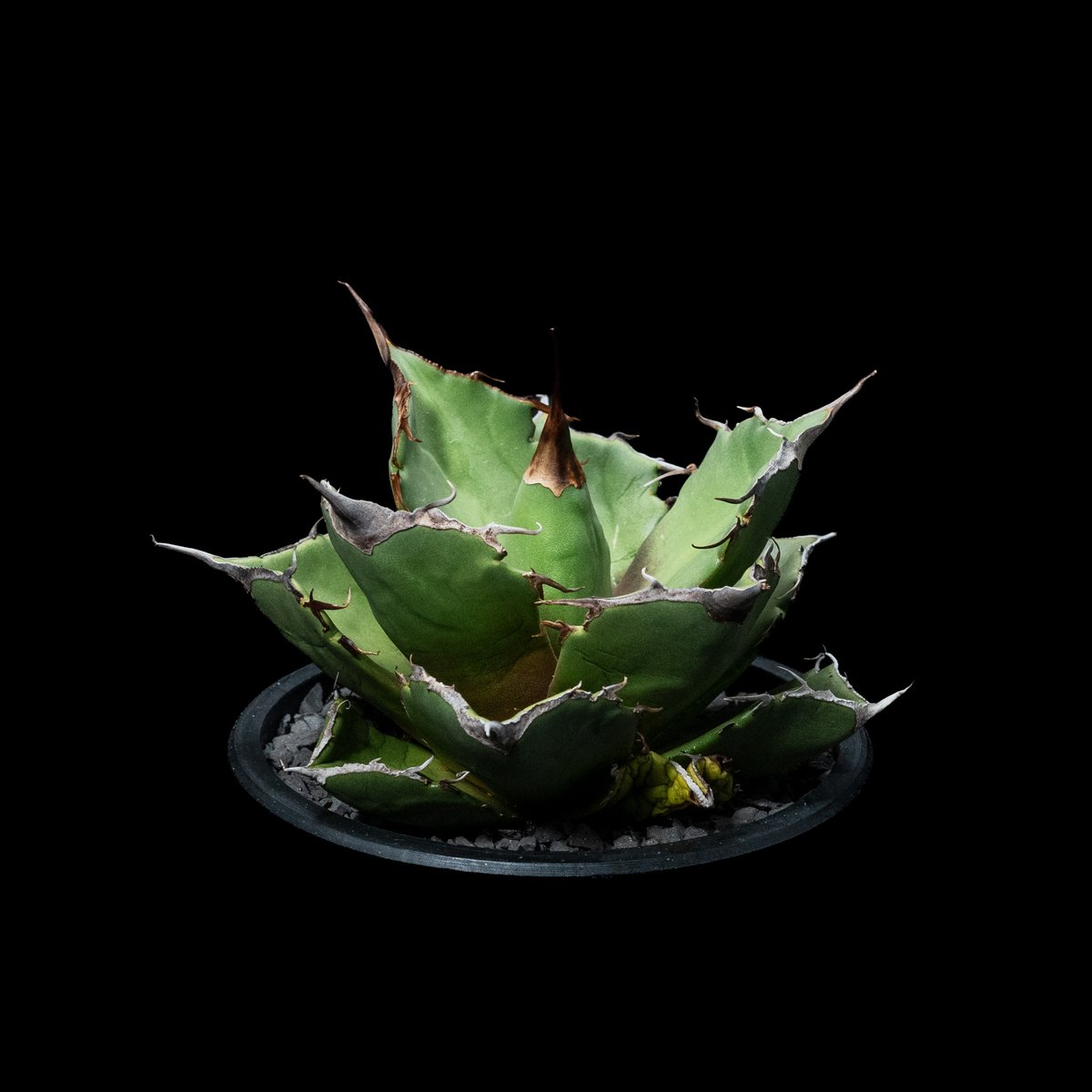 アガベ チタノタ 黒豹・ダイヤモンド / Agave titanota 'Black