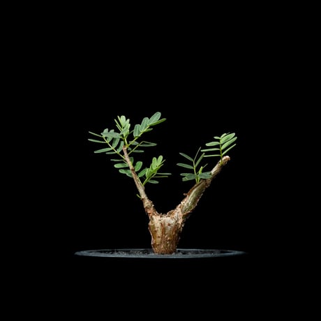 センナ　メリディオナリス　大株　カタチ製作所　クレーター　XL 植物】センナ メリディオナリス 良型実生株 | A-PLANTS|塊根植物販売