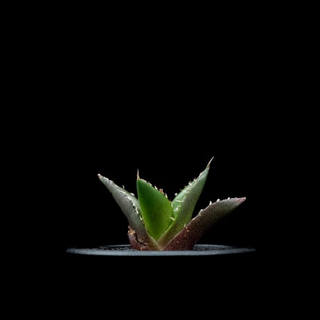 アガベ チタノタ ハデス / Agave titanota ‘Hades’ #13