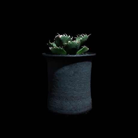 アガベ チタノタ 魔丸 / Agave titanota 'Mamaru' #2